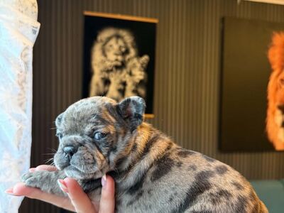 Müüa Prantsuse buldogi kutsikad
