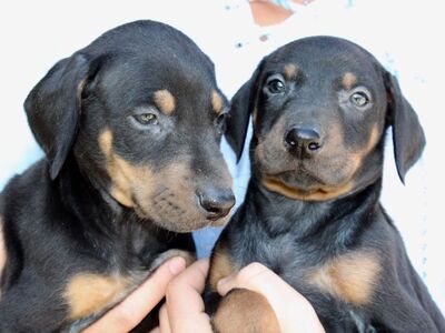 Dobermanni kutsikad