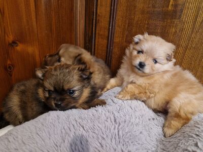Pomeranian / kääbusspits