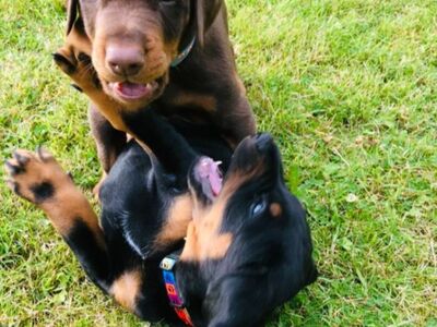 Dobermanni kutsikad