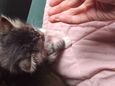 Котёнок
