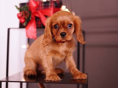 Cavalier King Charlesi spanjeli kutsikad