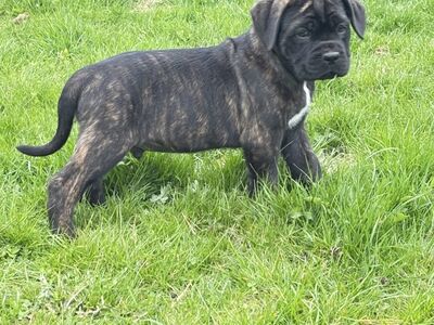 Cane Corso