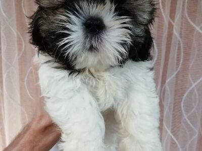 Ideaalsed Shih Tzu kutsikad