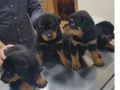 Müüa rotveileri kutsikad sugupuuga. Saadaval on AK