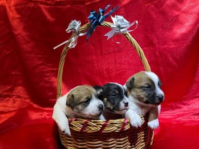 Jack Russelli terjer