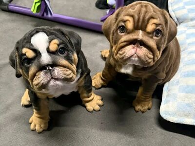 English bulldog puppies