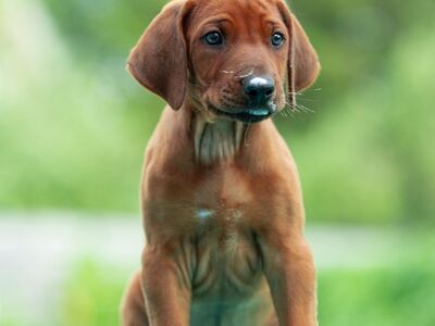 RHODESIAN RIDGEBACK KUTSIKAD