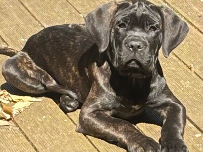 Cane Corso