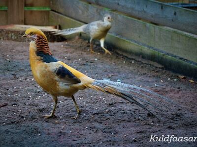 Kuldfaasani tibud