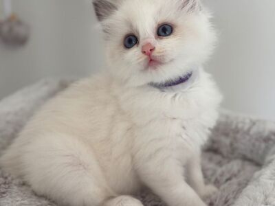 Saadaval olevad ragdoll-kassipojad: