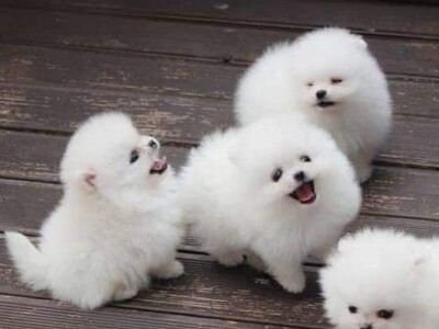 Kaks imelist T-tassi pomeranian kutsikat