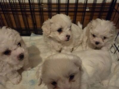 Bichon Frise