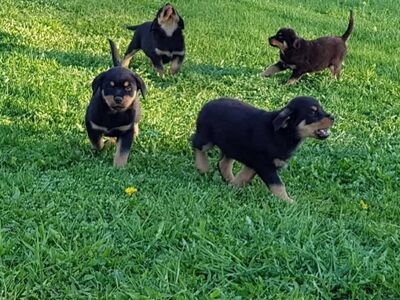 Rottweileri kutsikad