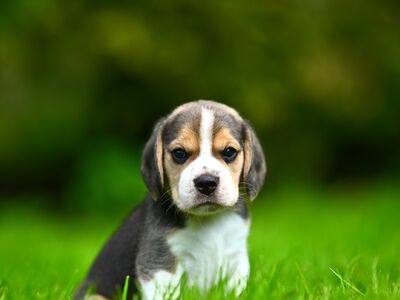 Beagle kutsikad