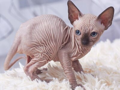 Sphynx Kittens available