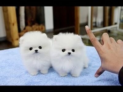 Pomeranian kutsikad