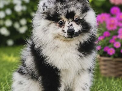Pomeranian Spits