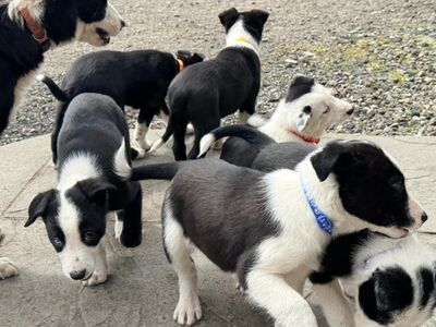 BORDERCOLLIE