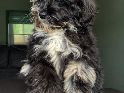 10-nädalane isane sheepadoodle