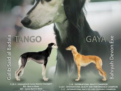 Saluki kutsikad