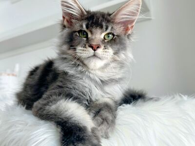 Maine Coon