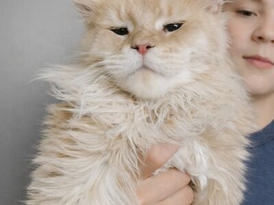 Maine Coon poiss