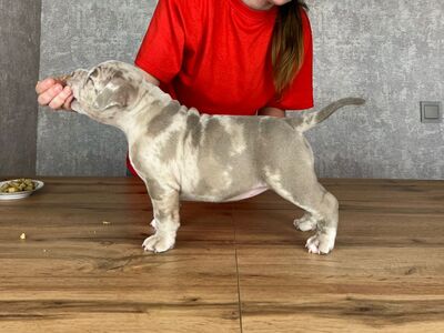 American Bully kutsikad