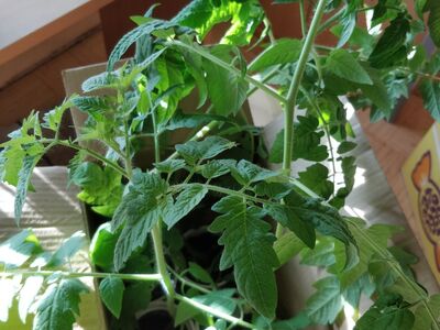 Tomatitaimed - Härjasüda jm