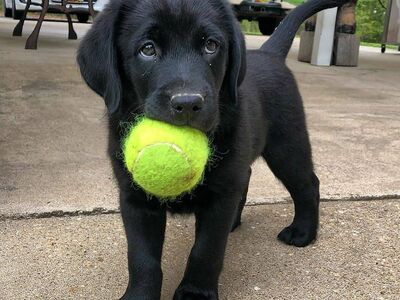 Labradori retriiveri kutsikad