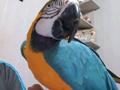 Blue and Yellow Macaw Parrots Available