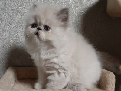 Песидские котята