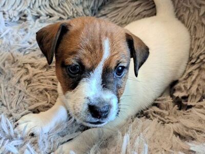Jack Russelli terjeri kutsikad sugupuuga