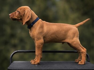 Ungari lühikarvalise linnukoera kutsikad (vizsla)