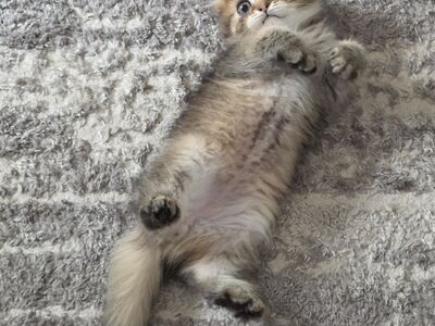 Scottish Fold