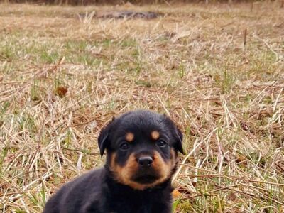 Rottweileri kutsikas