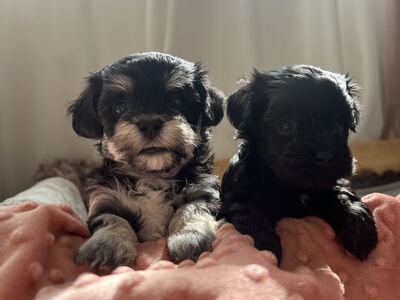 Maltipoo