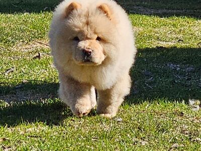 CHOW CHOW kutsikad