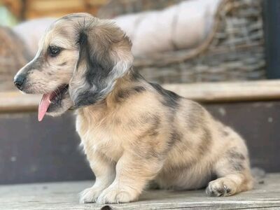 Bear Creek dachshund