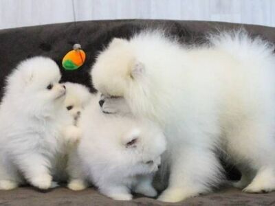 Pomeranian puppies Available