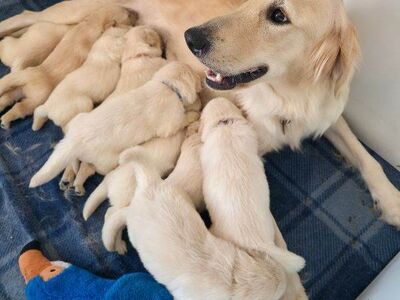 Golden Retriever Puppies Available