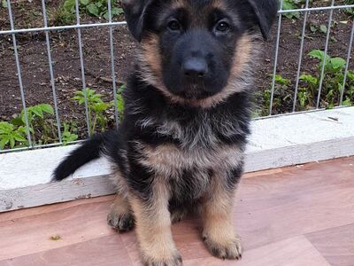 Saksa lambakoera kutsikas