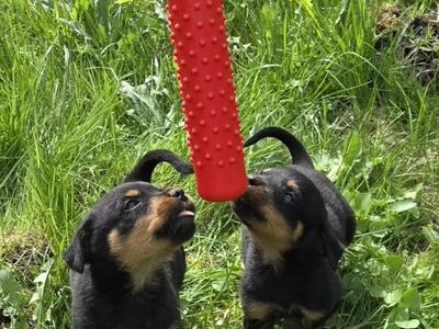 Rottweileri kutsikad