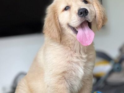 Beautiful Golden retriever puppies