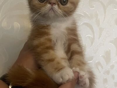 Котята экзотической породы
