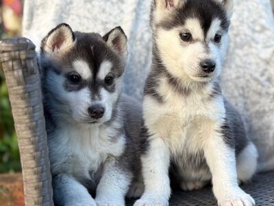 Siberi husky kutsikad on valmis oma uude koju.
