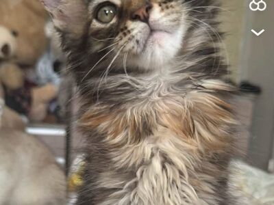 Maine coon kassipoeg