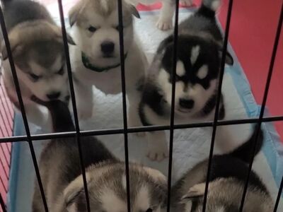 ALASKA MALAMUUT