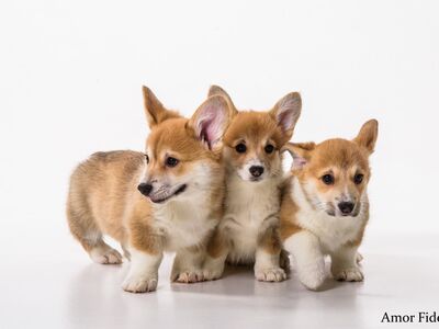 Welsh Corgi Pembroke kutsikad
