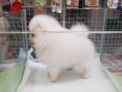 Pomeraniani